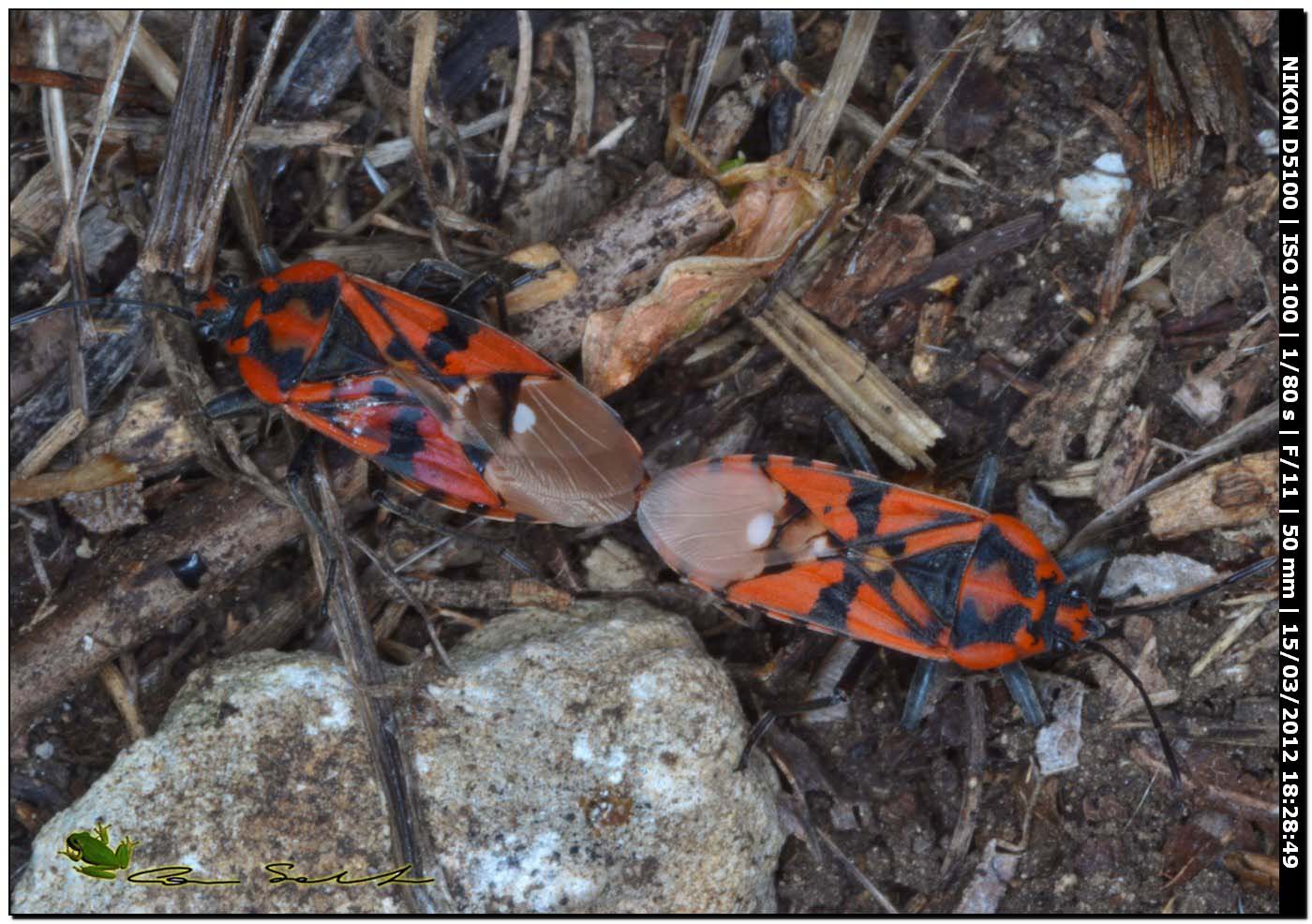 Spilostetus pandurus ♂♀