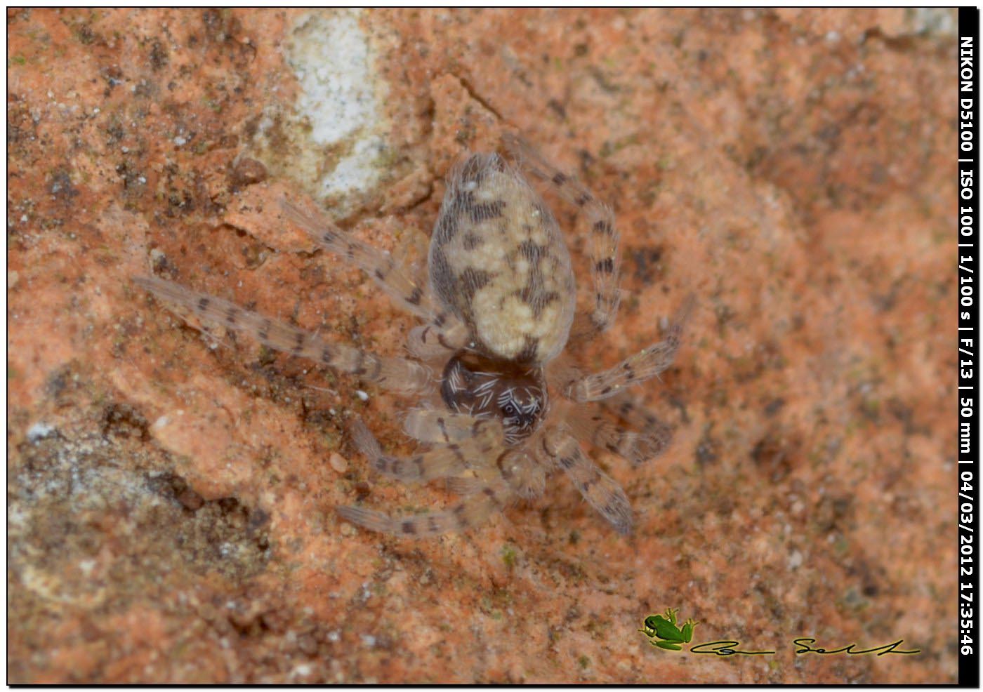 Oecobius sp.