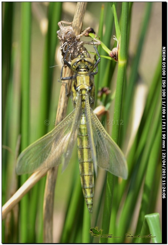 Orthetrum cancellatum, metamorfosi