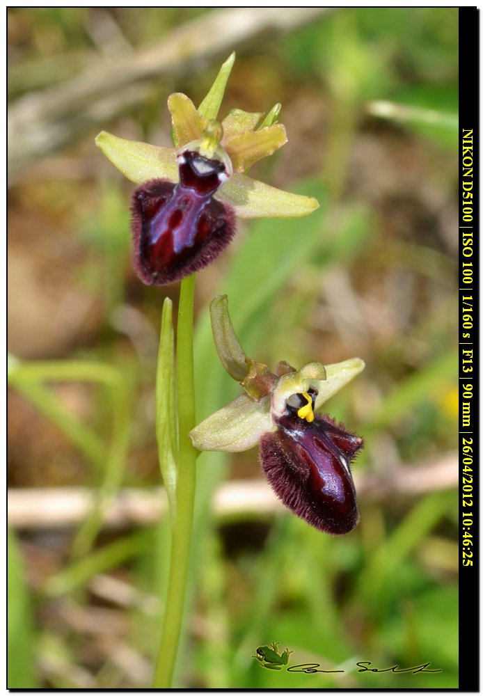 Ophrys da id.