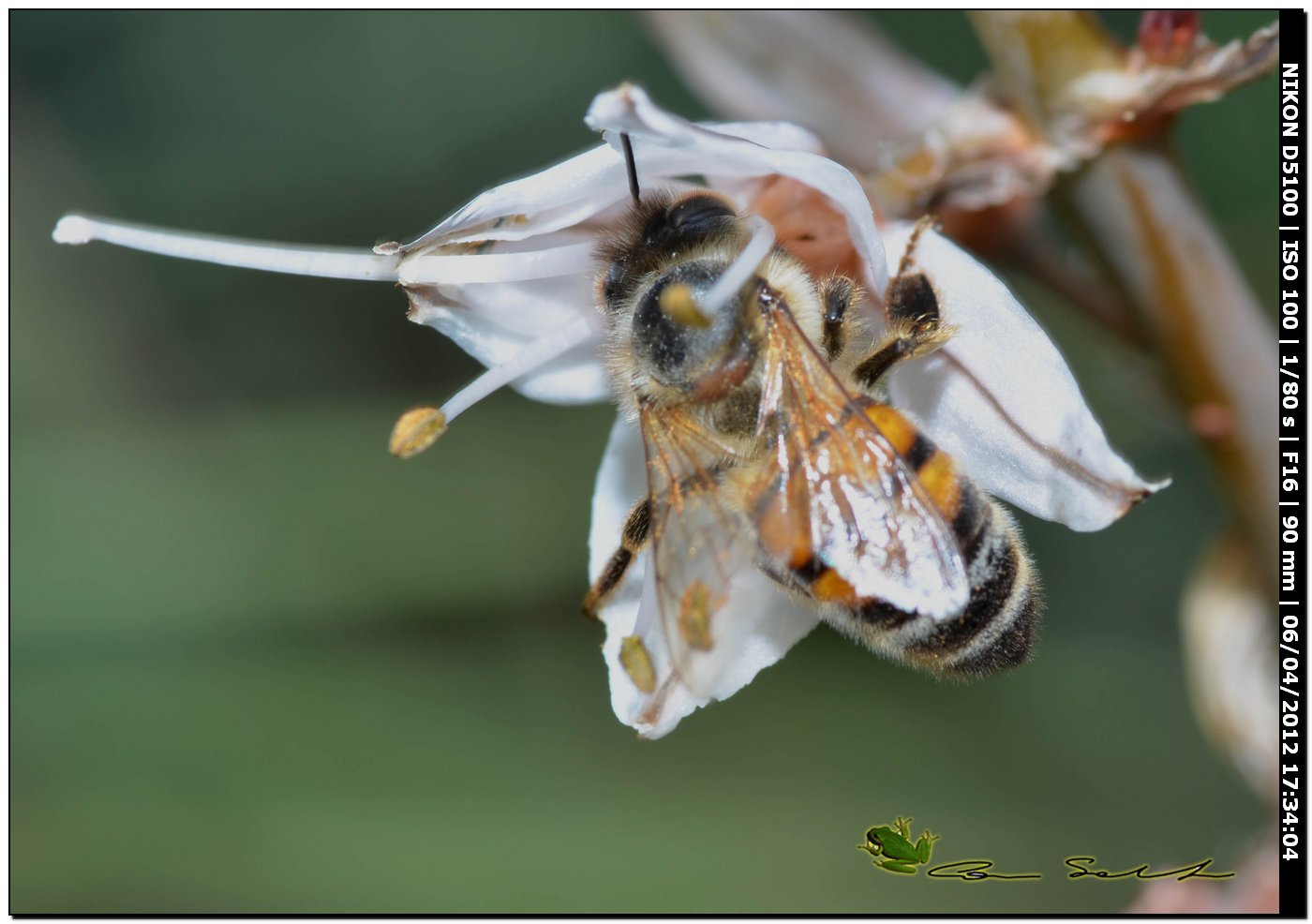 Apis mellifera?