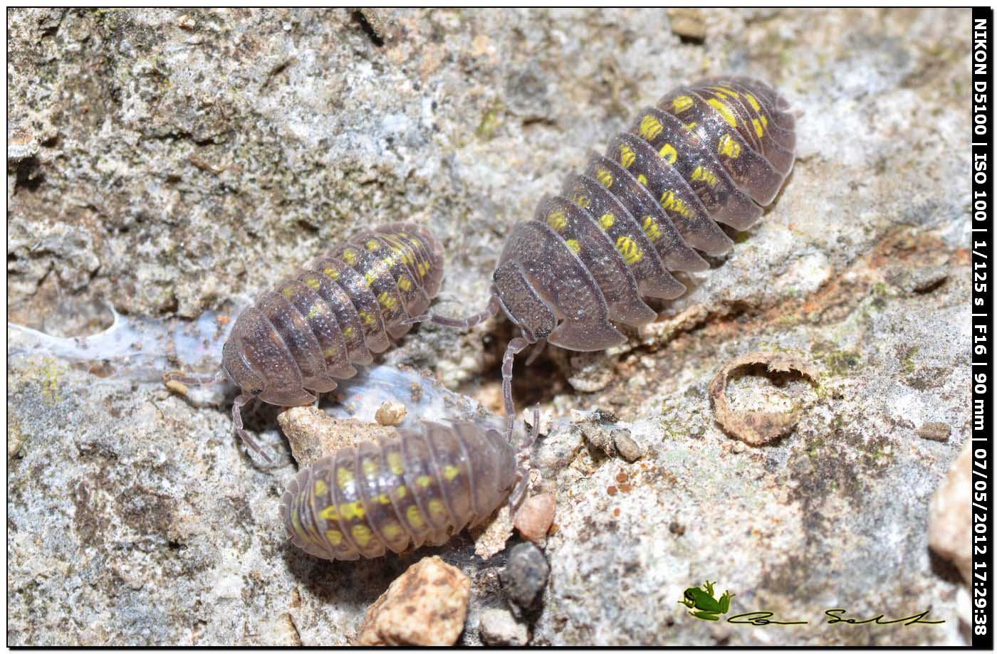 Armadillidium granulatum