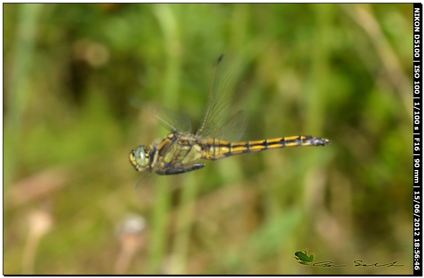 Orthetrum cancellatum ♂ immaturo