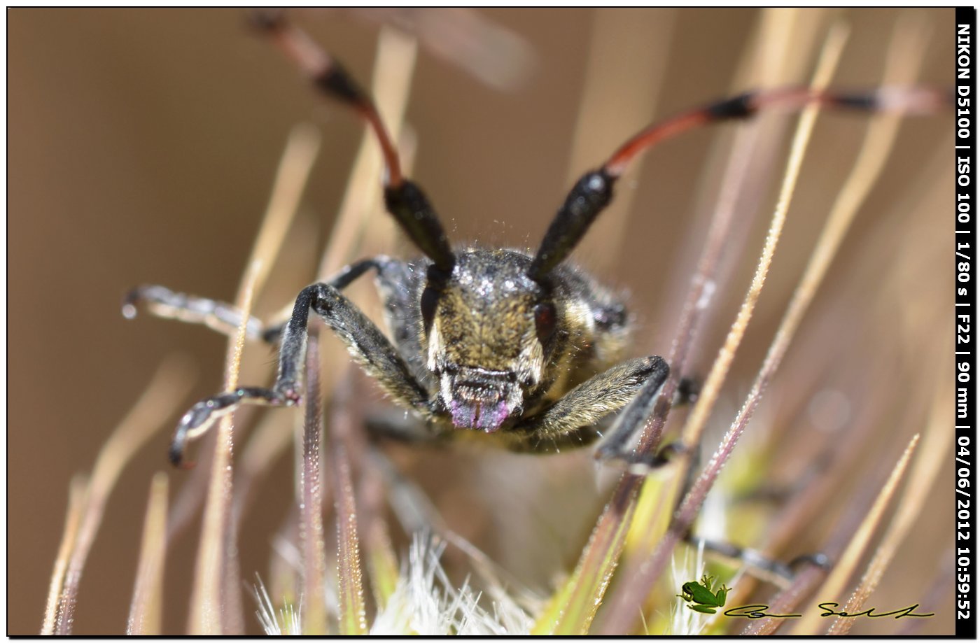 Agapanthia sicula malmerendii Sama