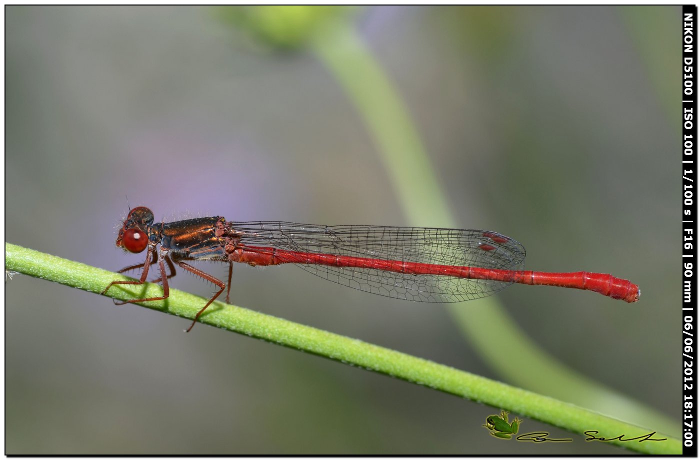 Ceriagrion tenellum ♂