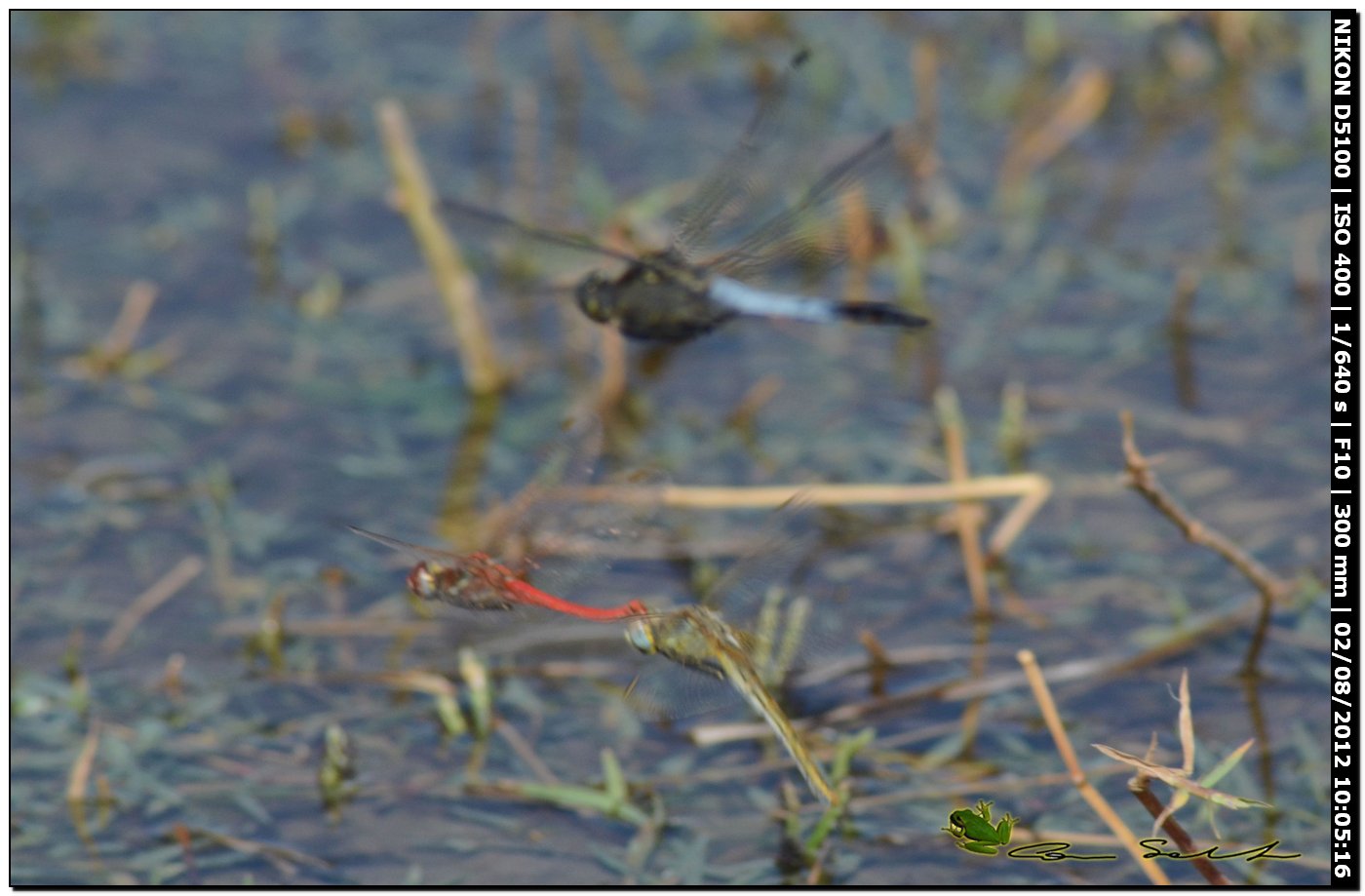 Sympetrum fonscolombii, ovodeposizione