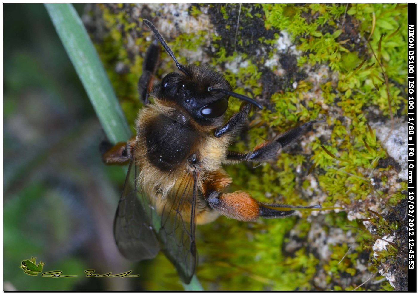 femmina di Andrena cfr nigroaenea