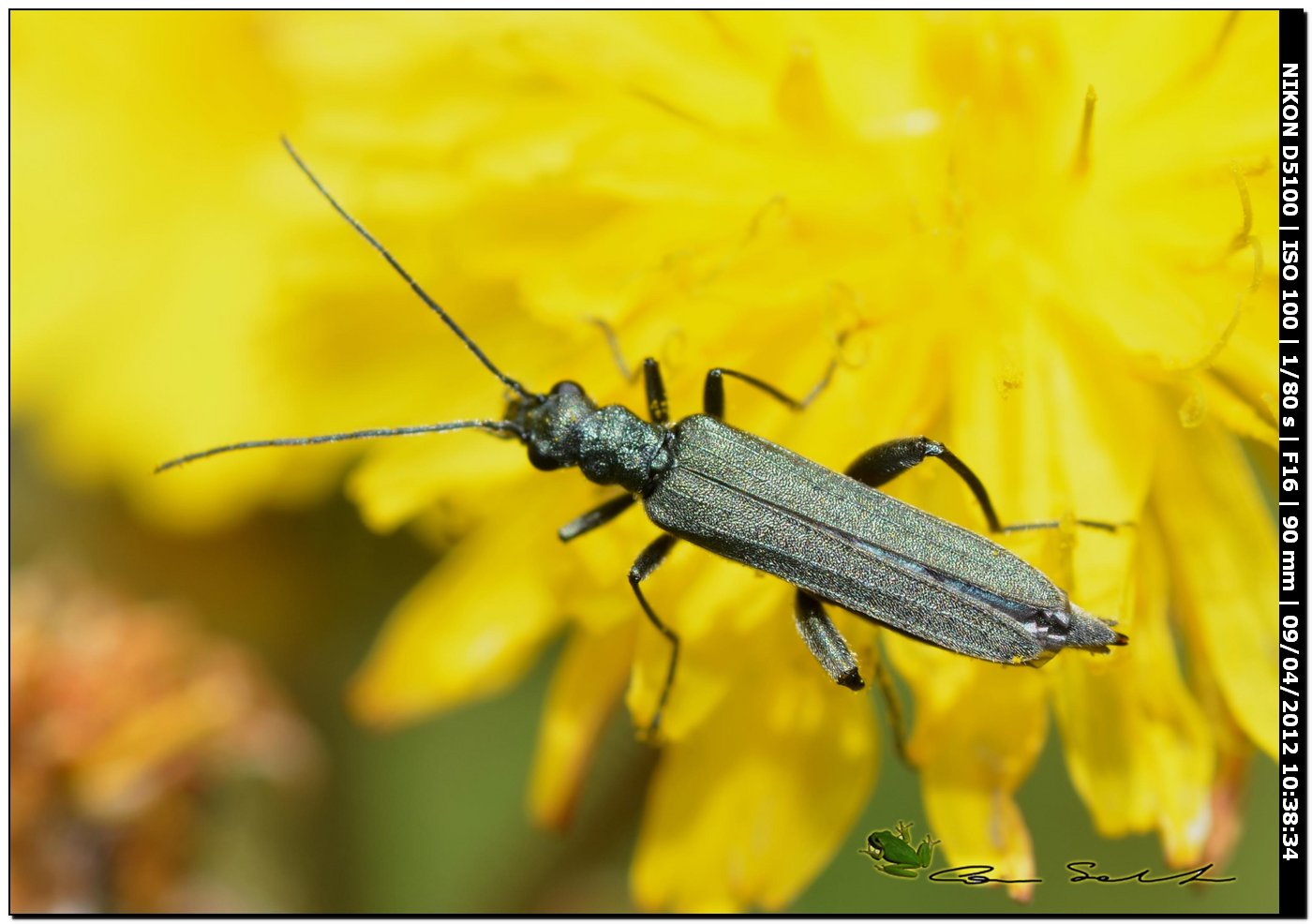 Oedemera sp.