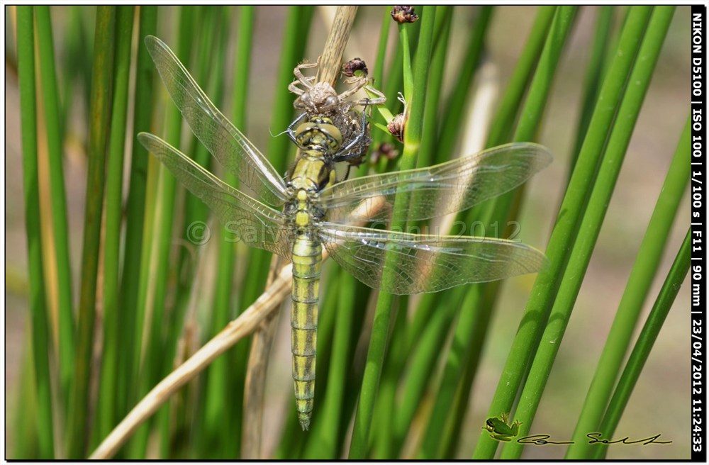 Orthetrum cancellatum, metamorfosi