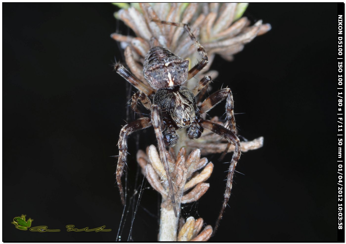 Gibbaranea cf. bitubercolata