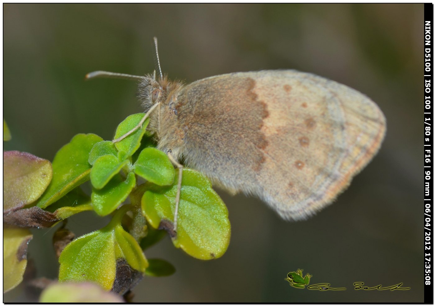 Nymphalidae Satyrinae? da id.