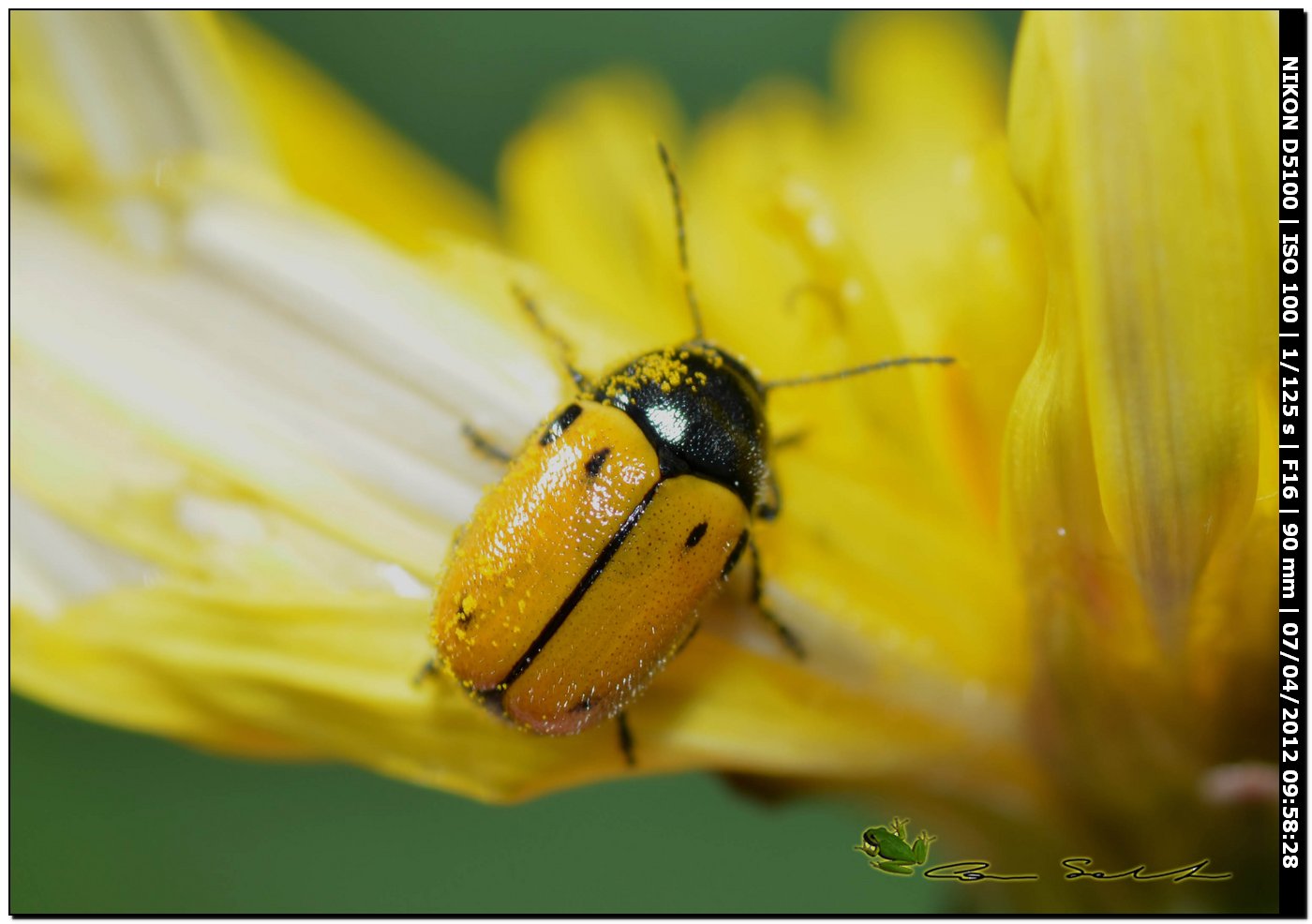 Ancora Cryptocephalus rugicollis?