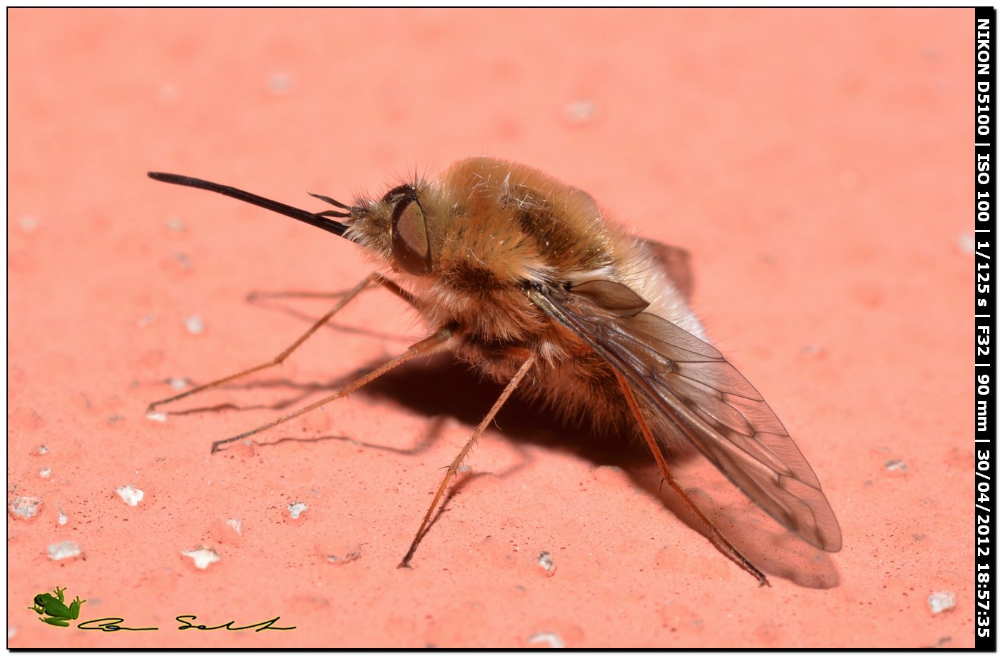 Bombylius discolor?