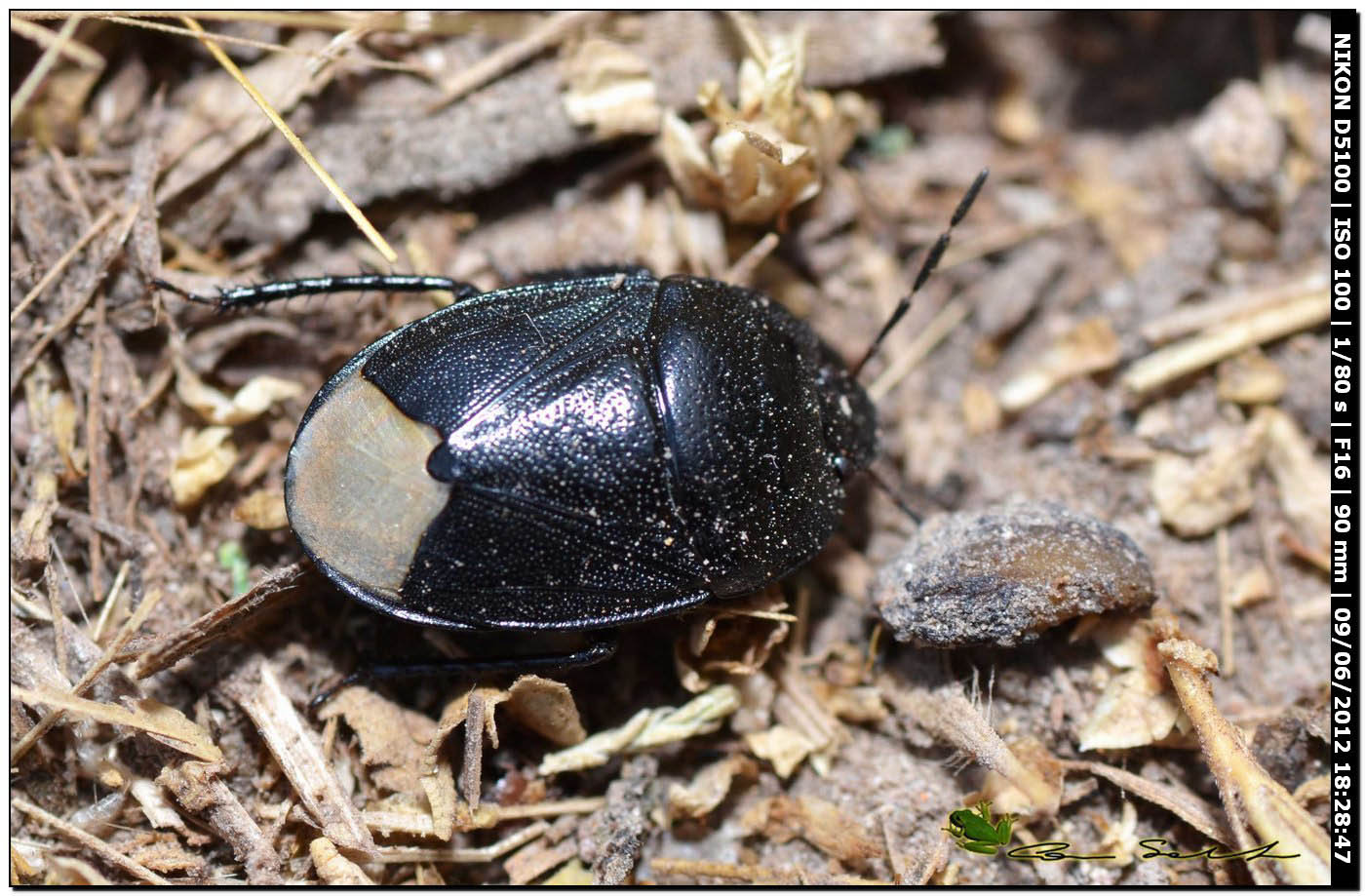 Cydnidae: Sehirus luctuosus della Sardegna (SS)