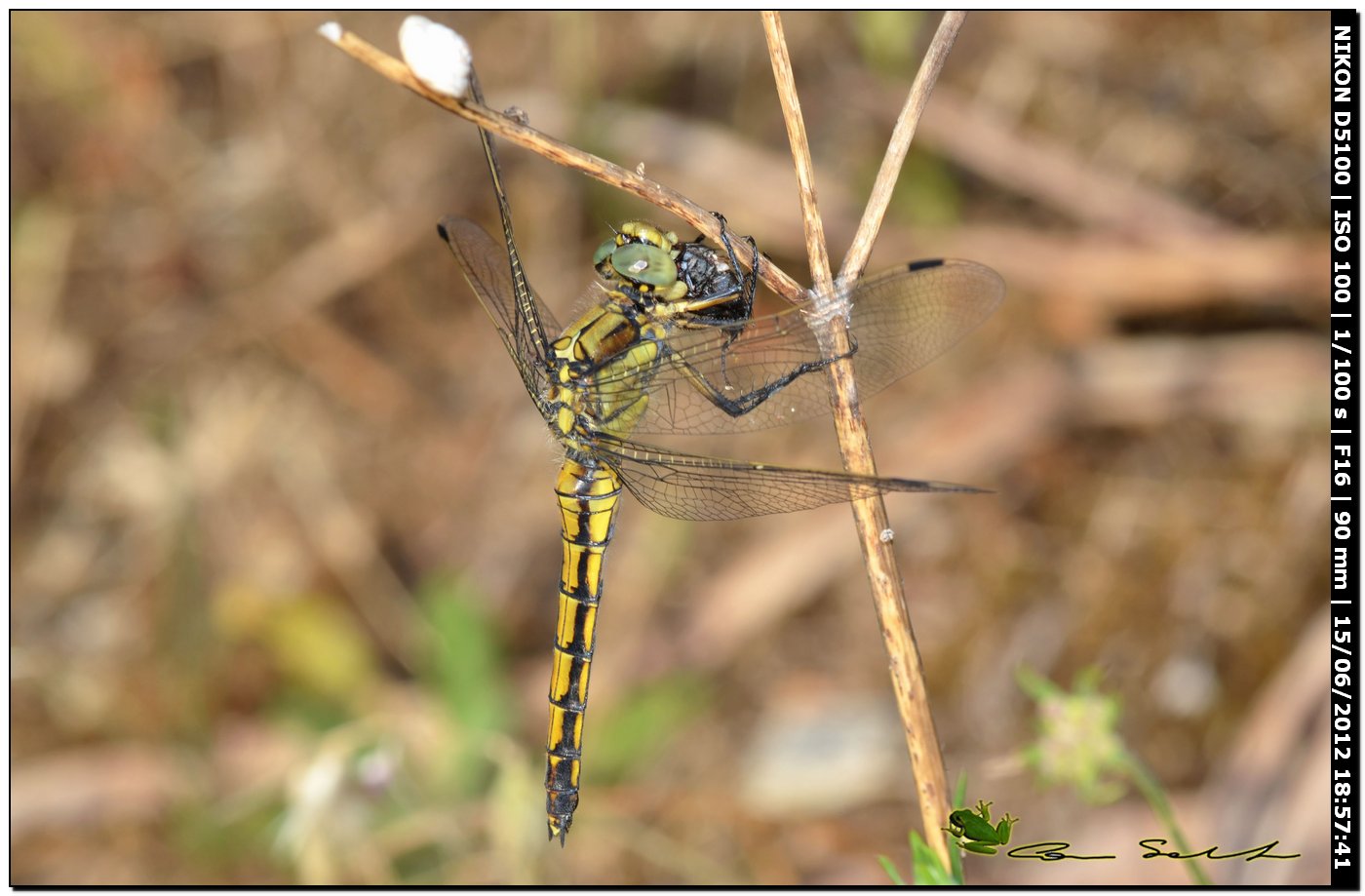 Orthetrum cancellatum ♂ immaturo