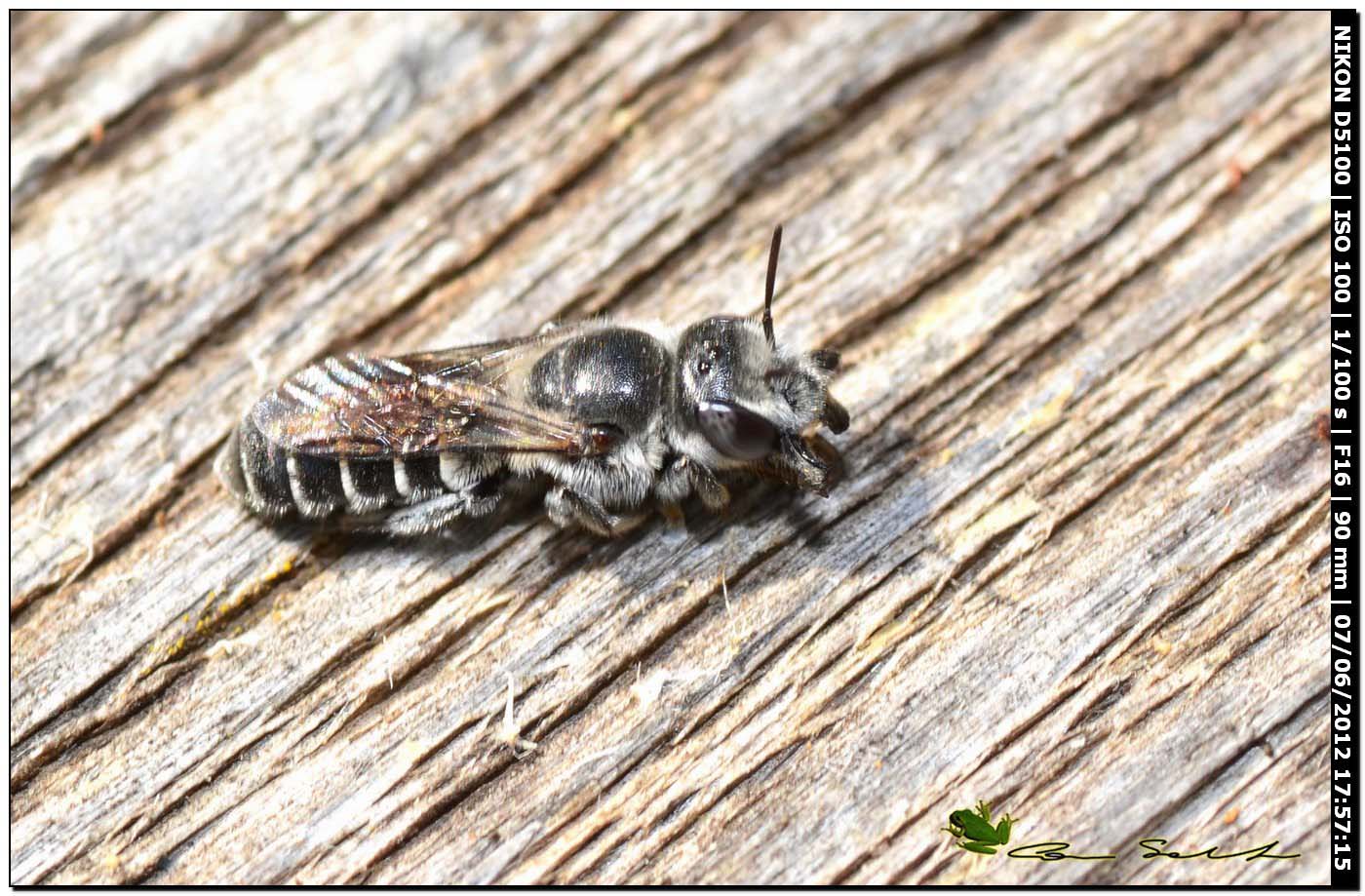 Da Usini: Osmia sp.?