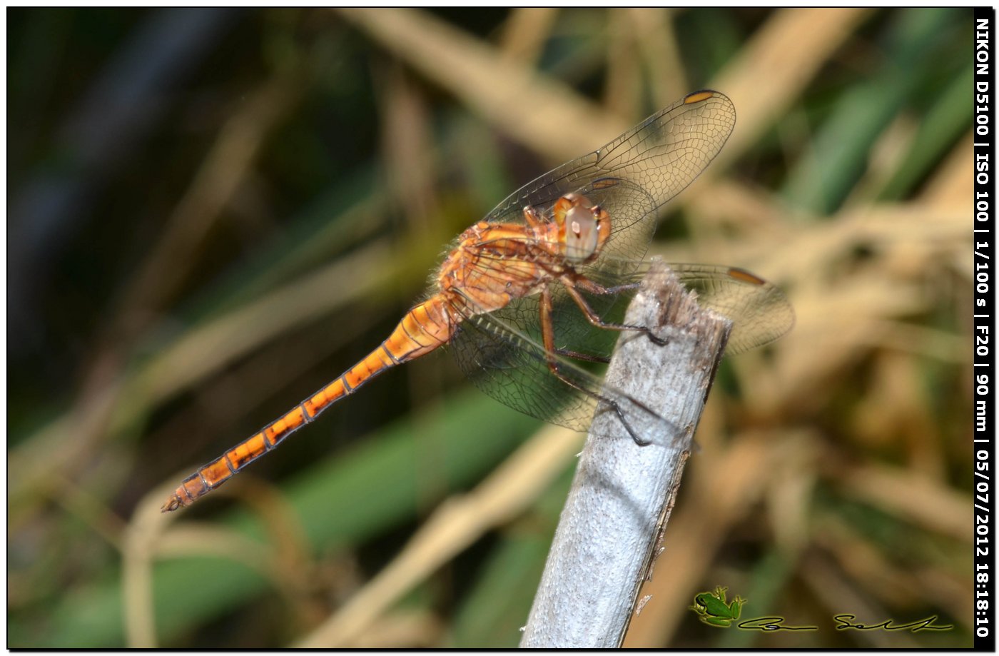 Orthetrum coerulescens anceps ♂