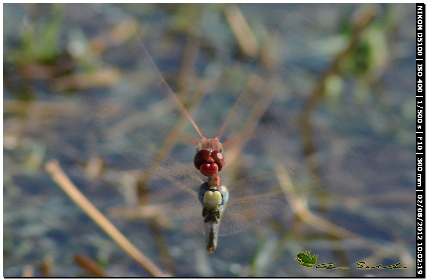 Sympetrum fonscolombii, ovodeposizione