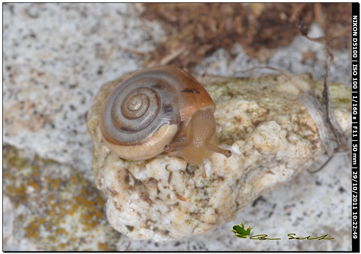 Monacha cartusiana subadulta