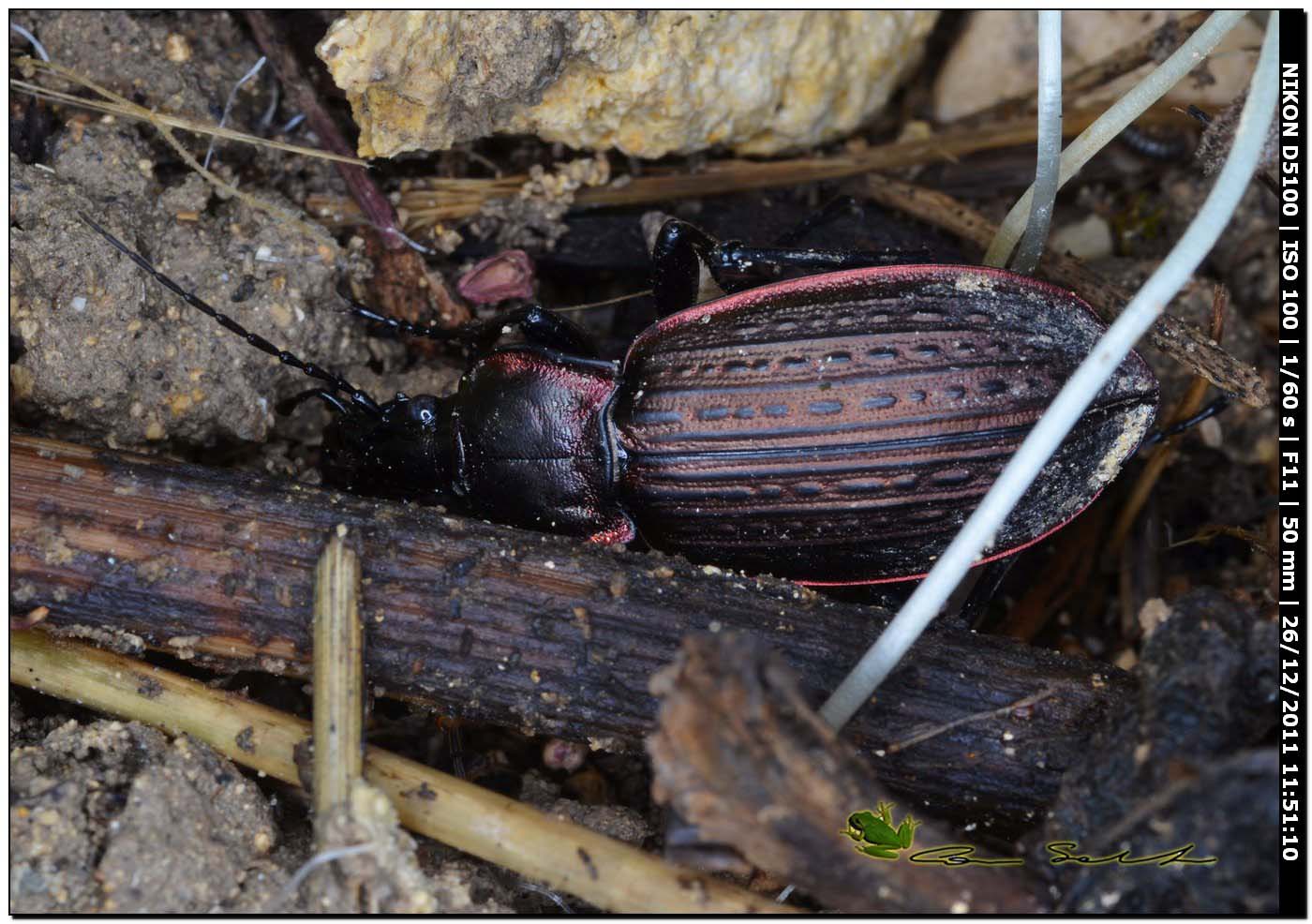 Carabus morbillosus constantinus