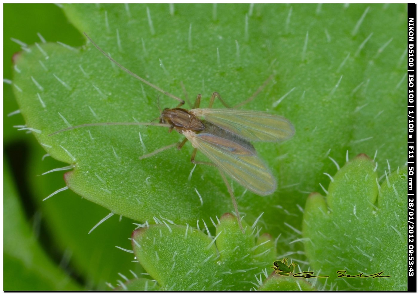 da id. Chironomidae??