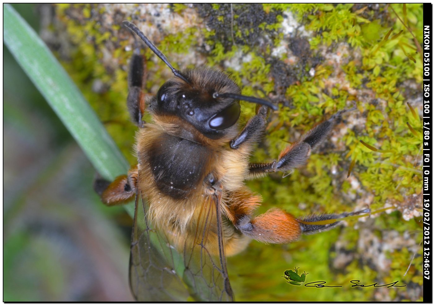 femmina di Andrena cfr nigroaenea