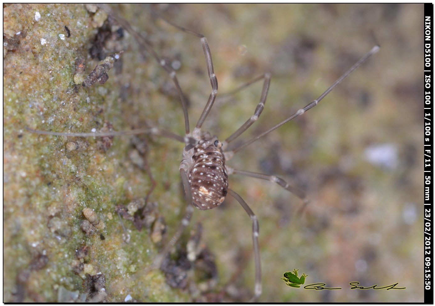 Nelima sp. da Usini 5