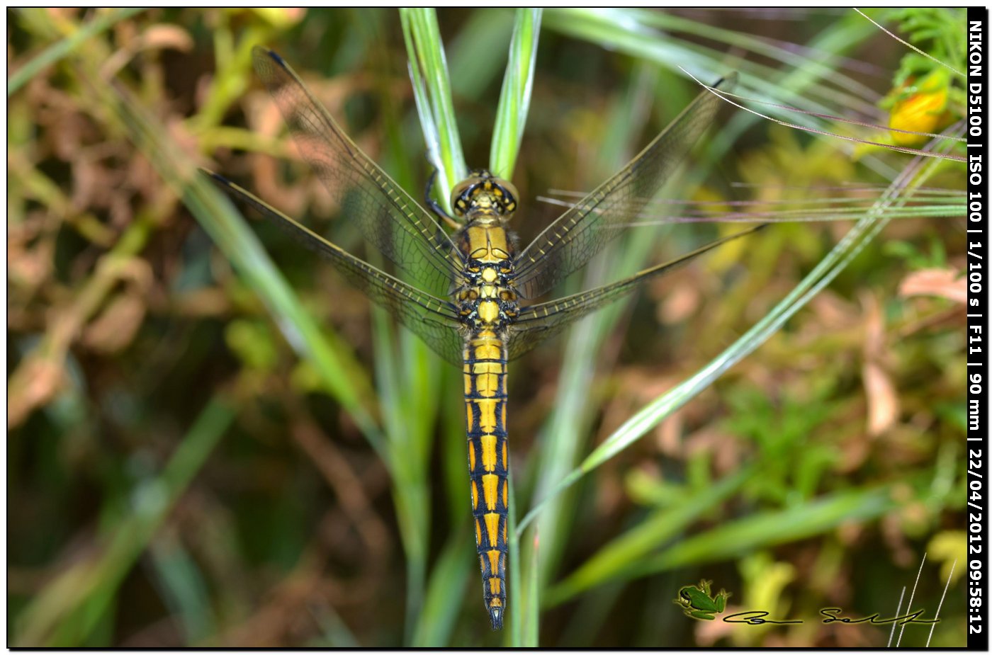 Orthetrum cancellatum