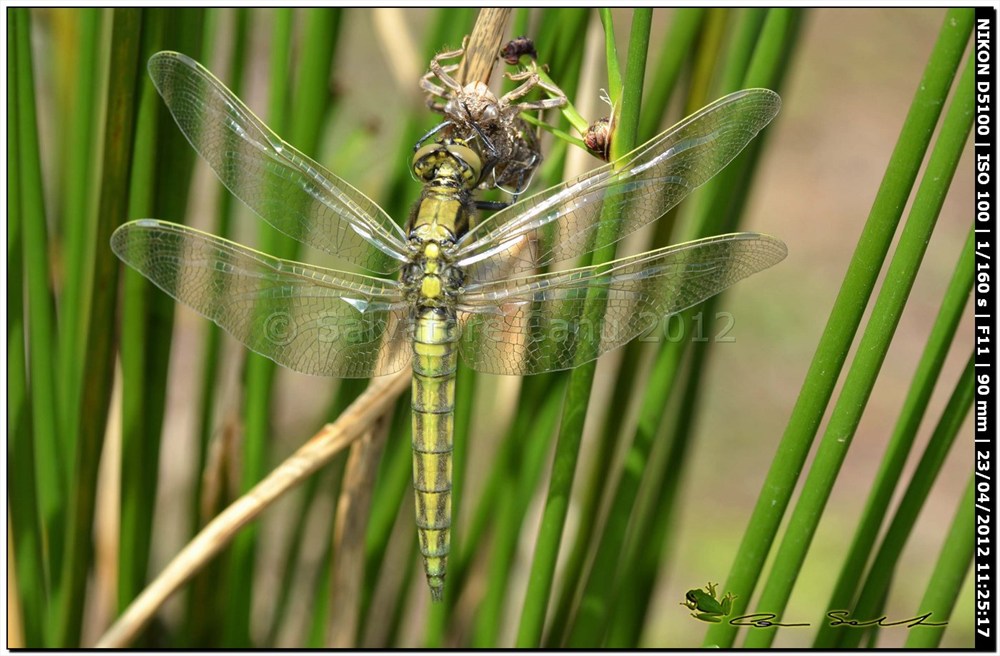 Orthetrum cancellatum, metamorfosi