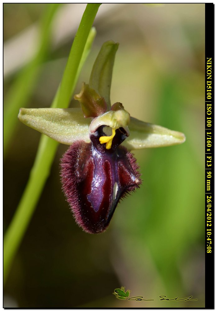 Ophrys da id.