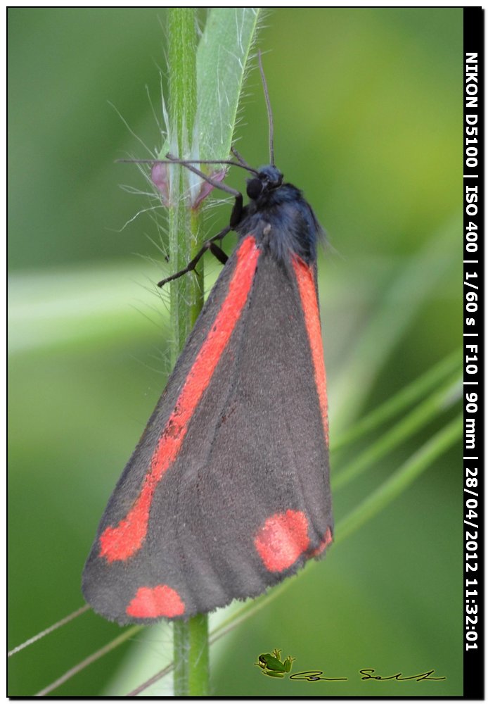 Tyria jacobaeae, Arctiidae