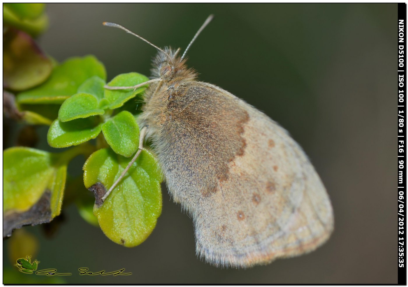 Nymphalidae Satyrinae? da id.