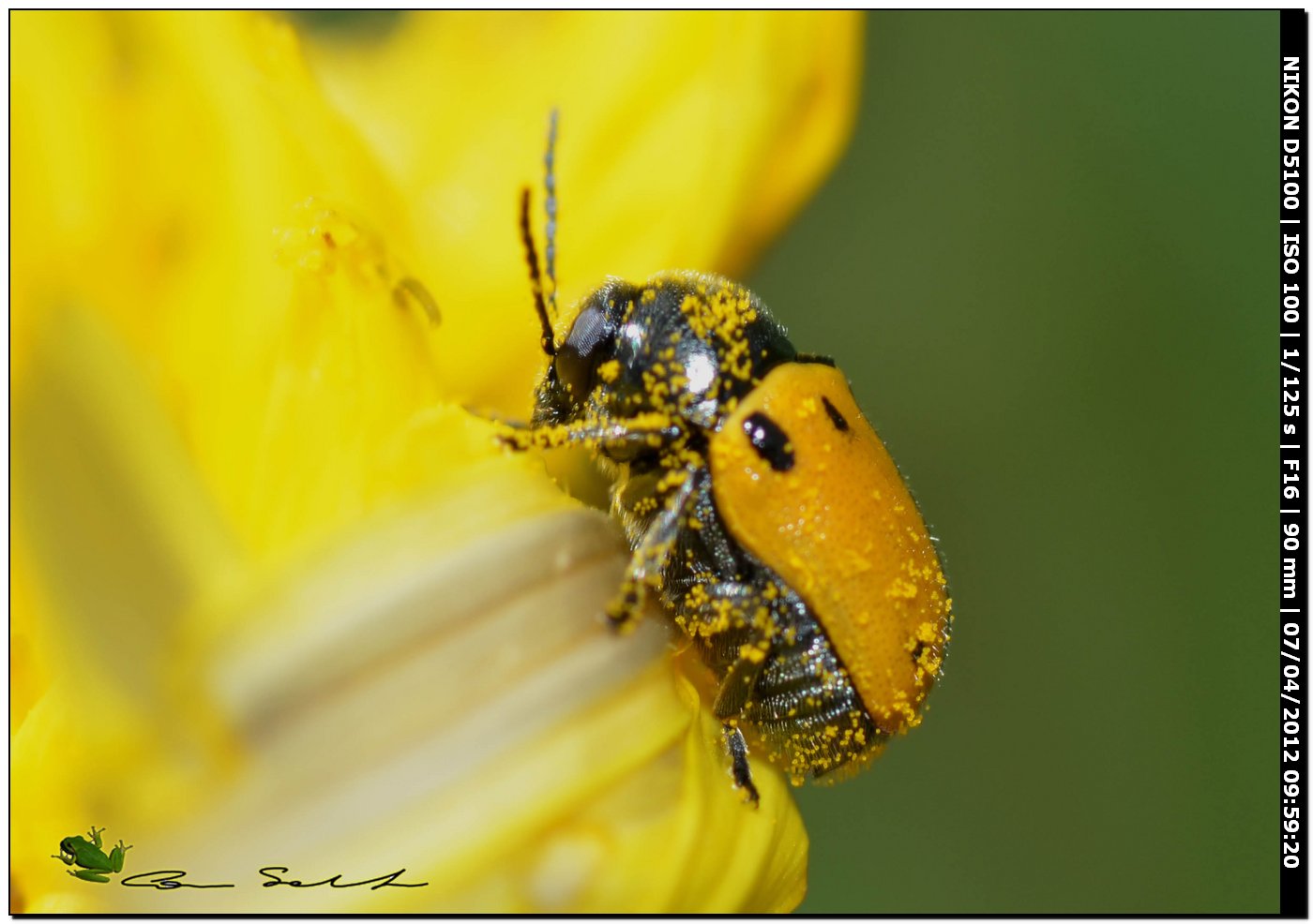 Ancora Cryptocephalus rugicollis?