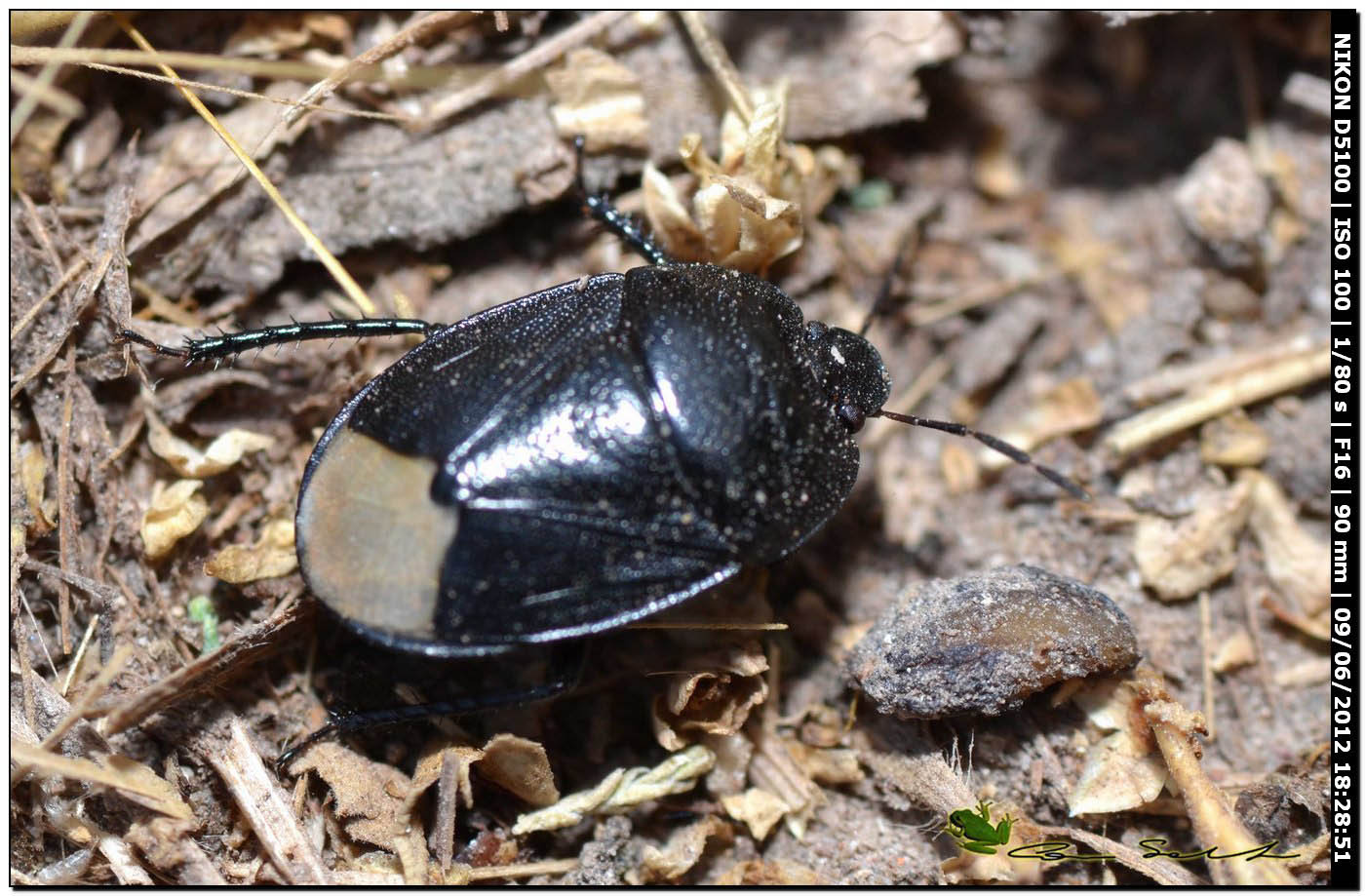 Cydnidae: Sehirus luctuosus della Sardegna (SS)