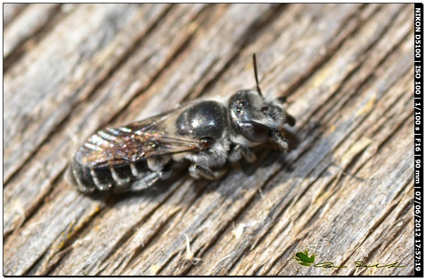 Da Usini: Osmia sp.?