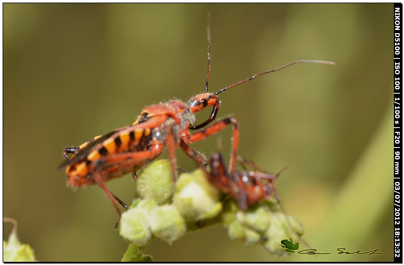 Rhynocoris erhytropus