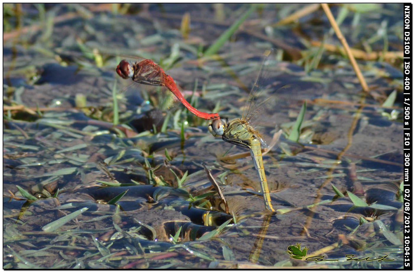 Sympetrum fonscolombii, ovodeposizione