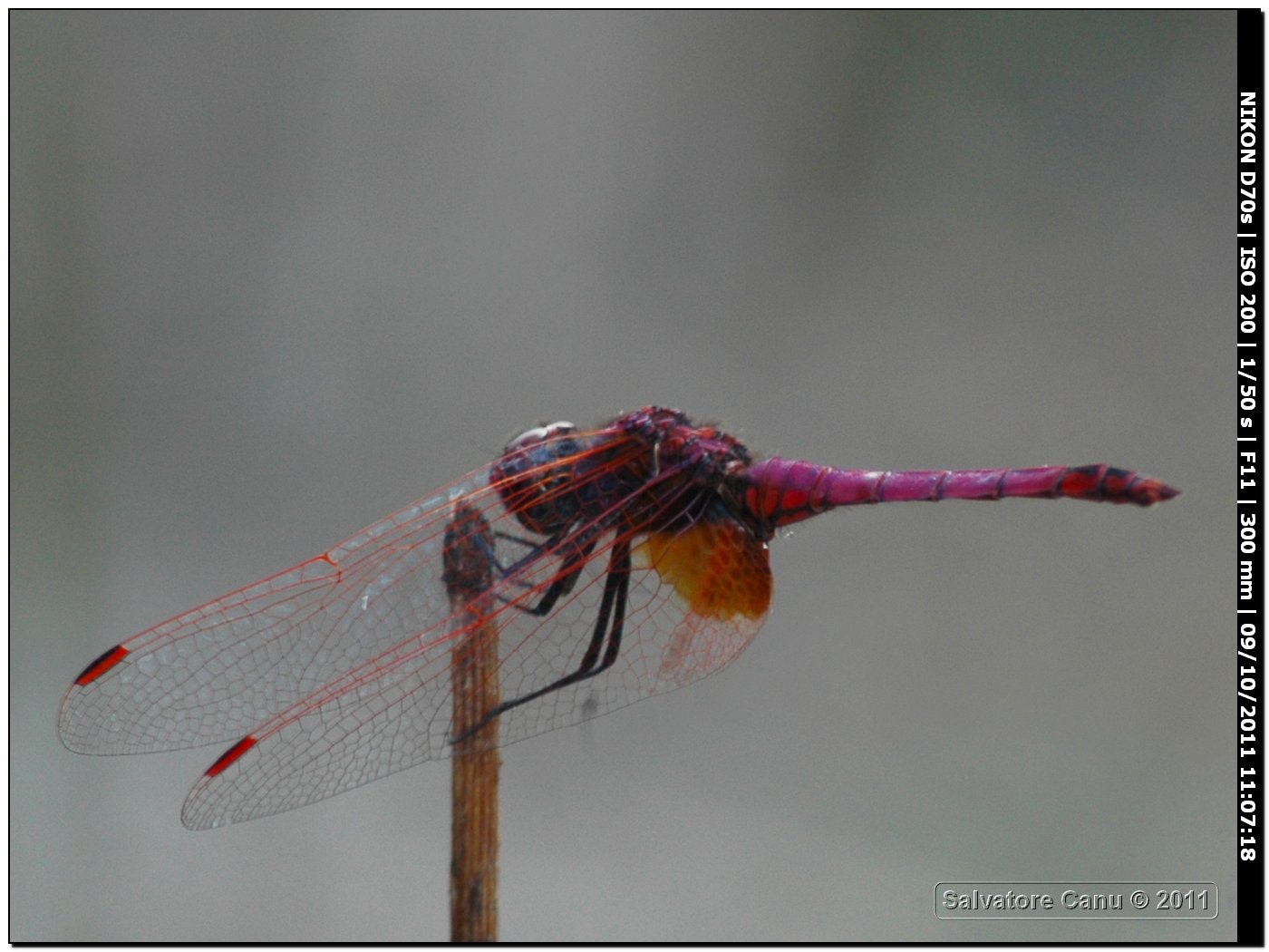 Sympetrum striolatum