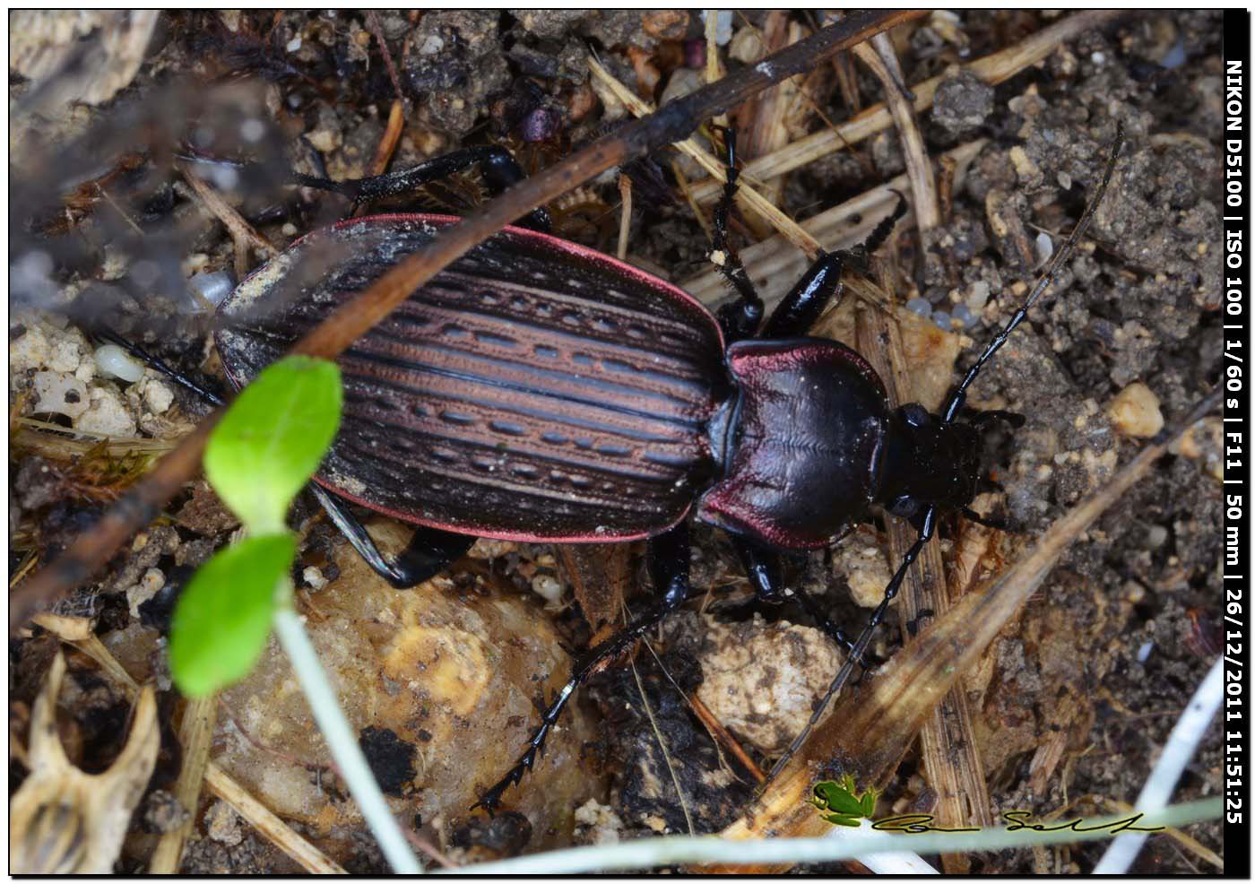 Carabus morbillosus constantinus