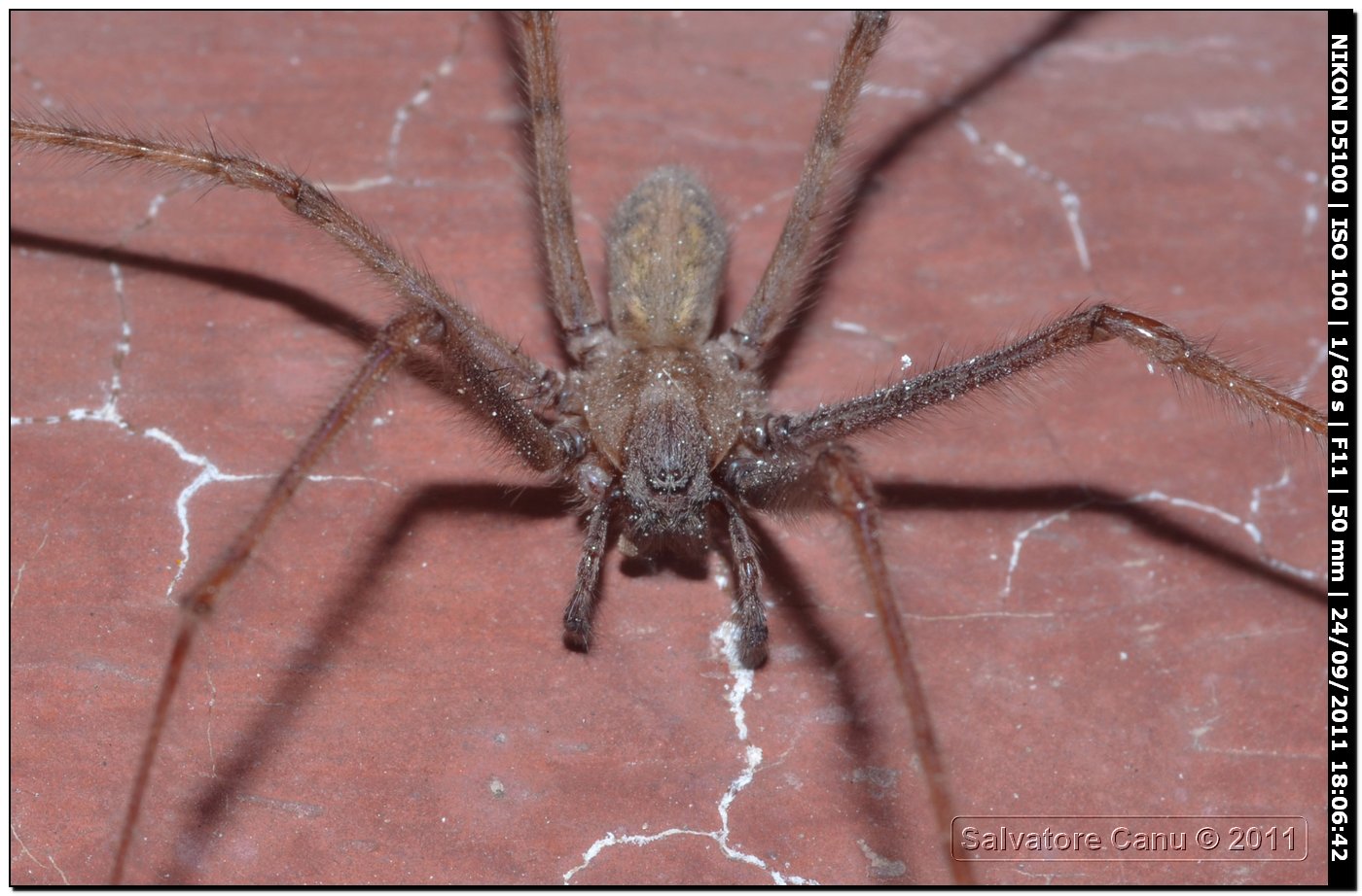 Tegenaria parietina