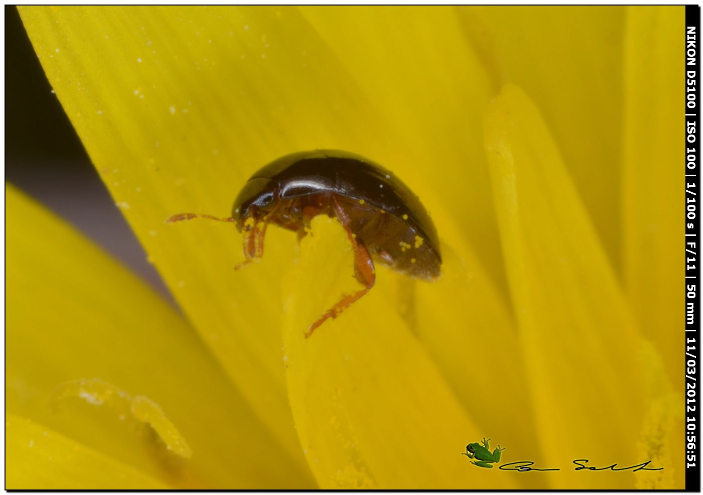 Mini da Stintino:  Phalacridae, forse Olibrus sp.