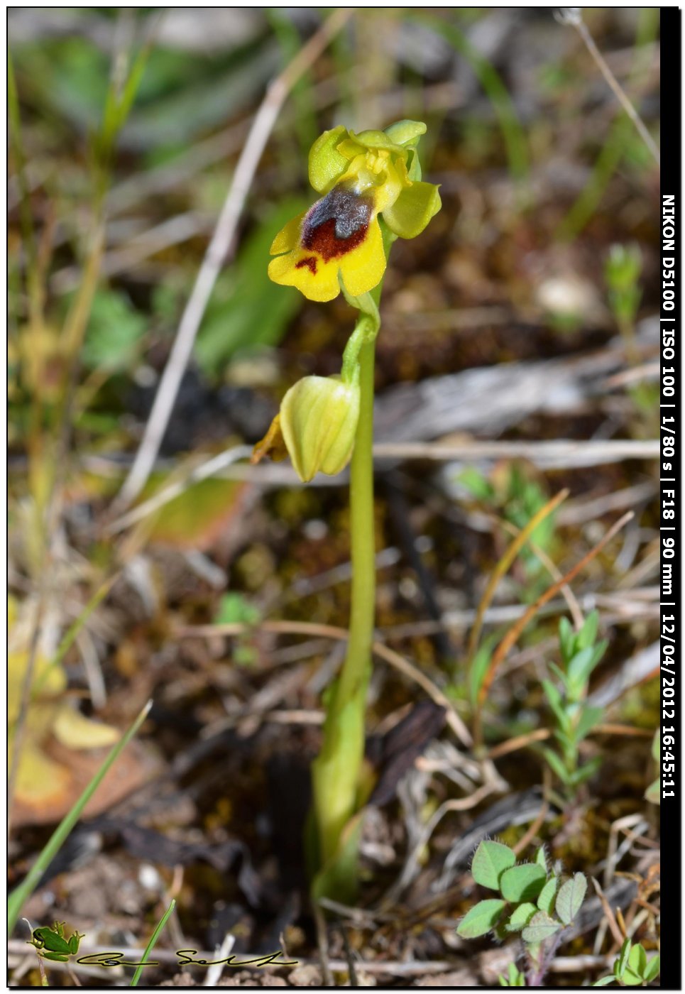 Orchidea da id. 6