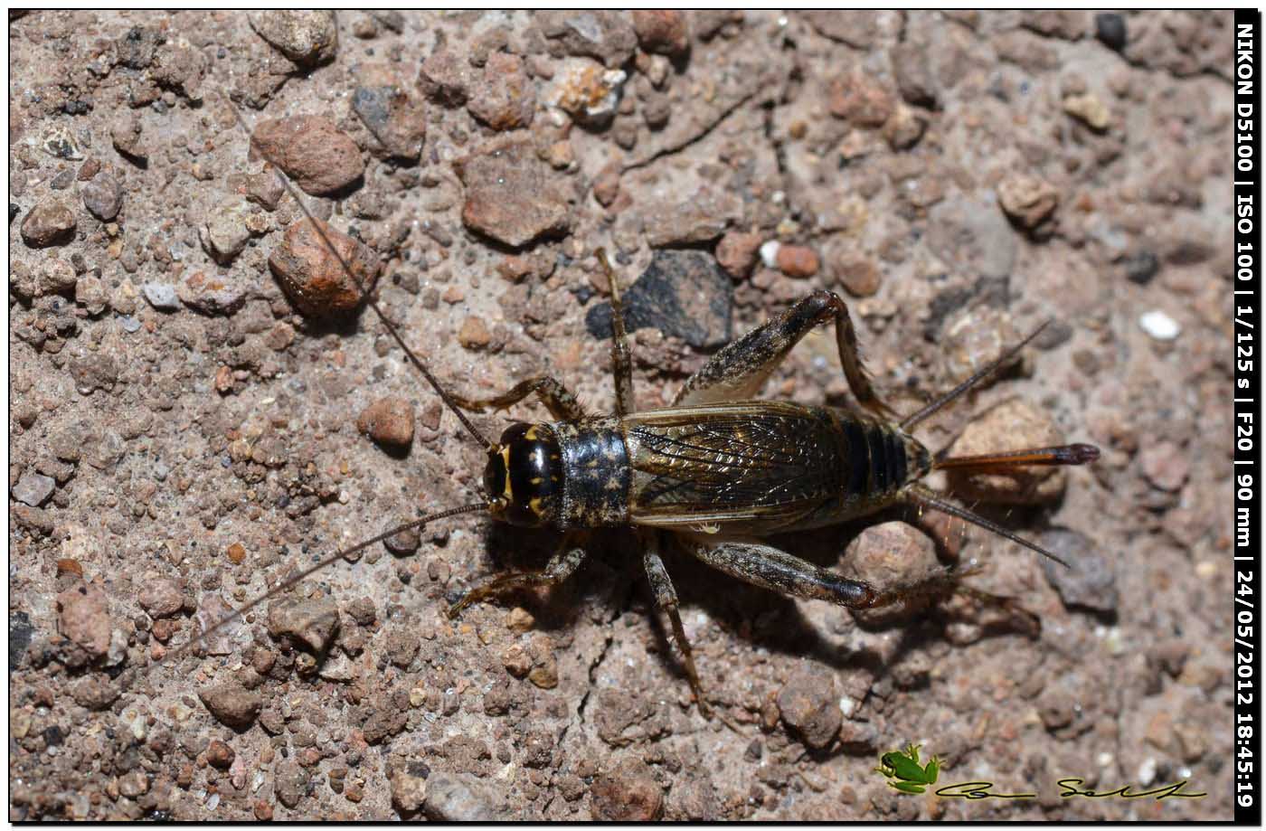 Eumodicogryllus bordigalensis