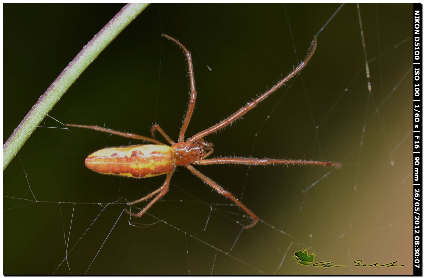 Tetragnatha sp.