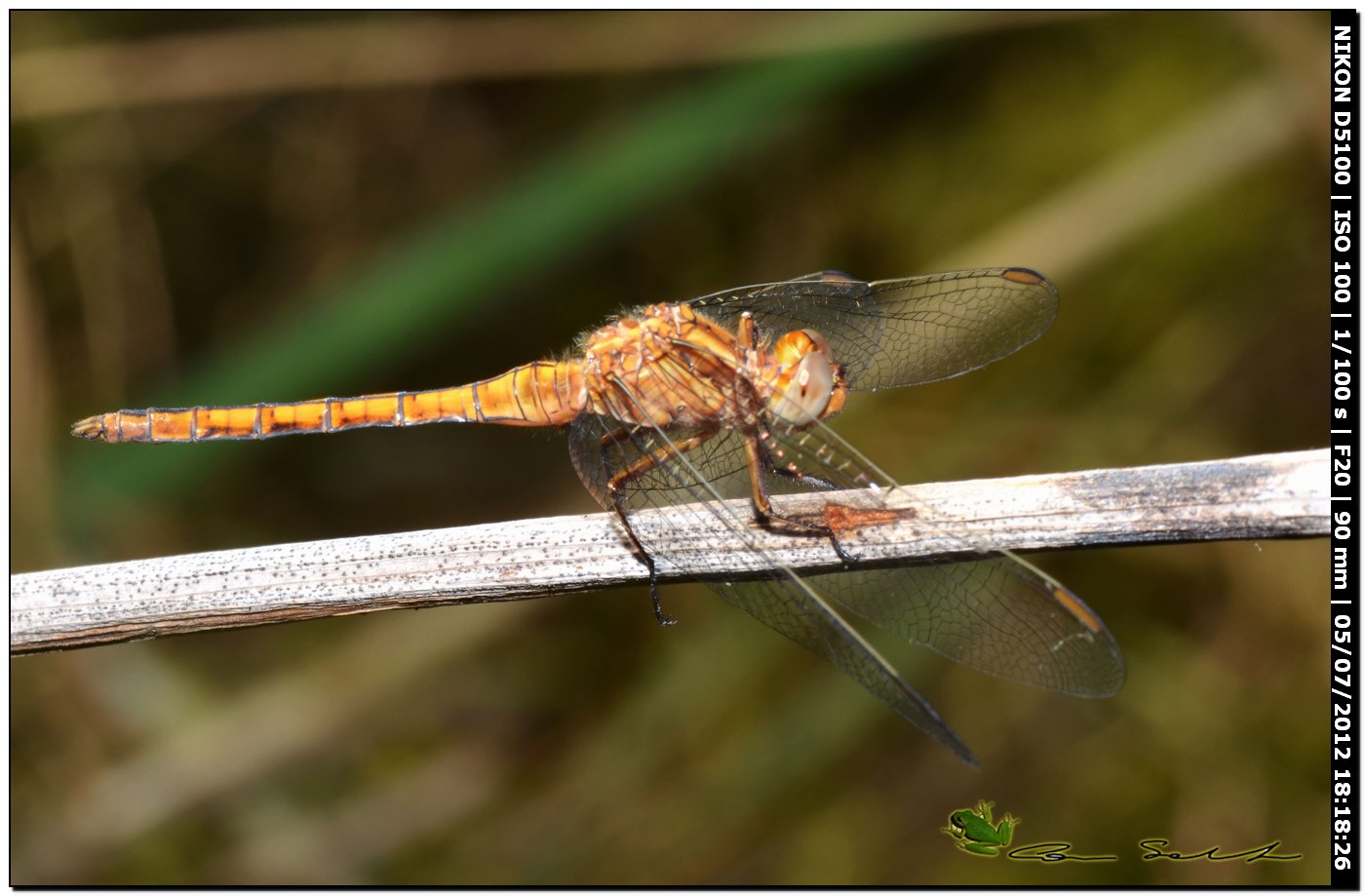 Orthetrum coerulescens anceps ♂