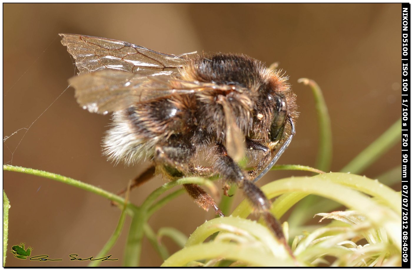 Bombus ...morti sul fiore