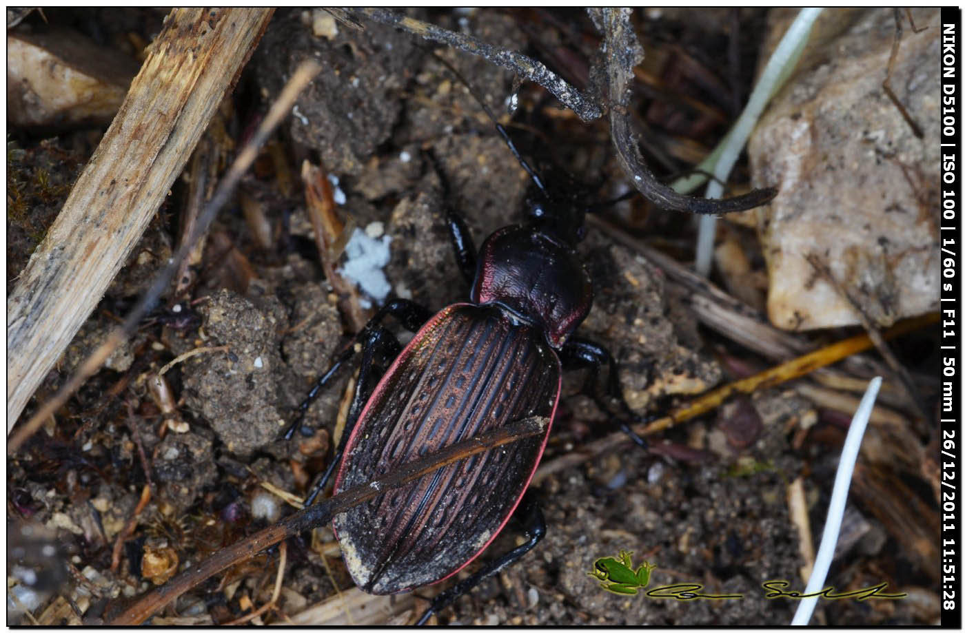 Carabus morbillosus constantinus