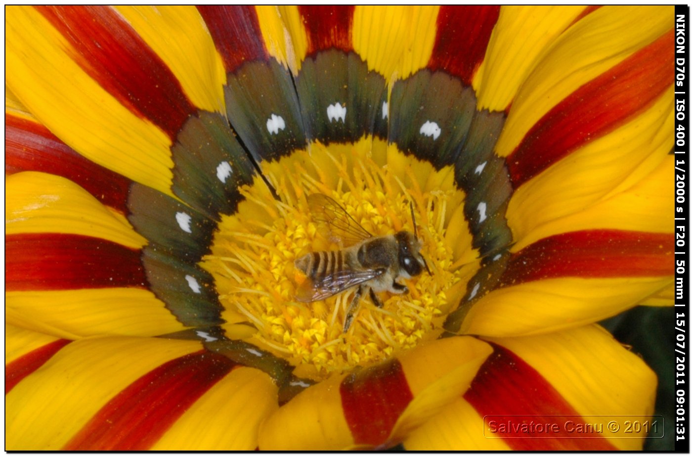 Megachile sp. (Apidae Megachlinae)