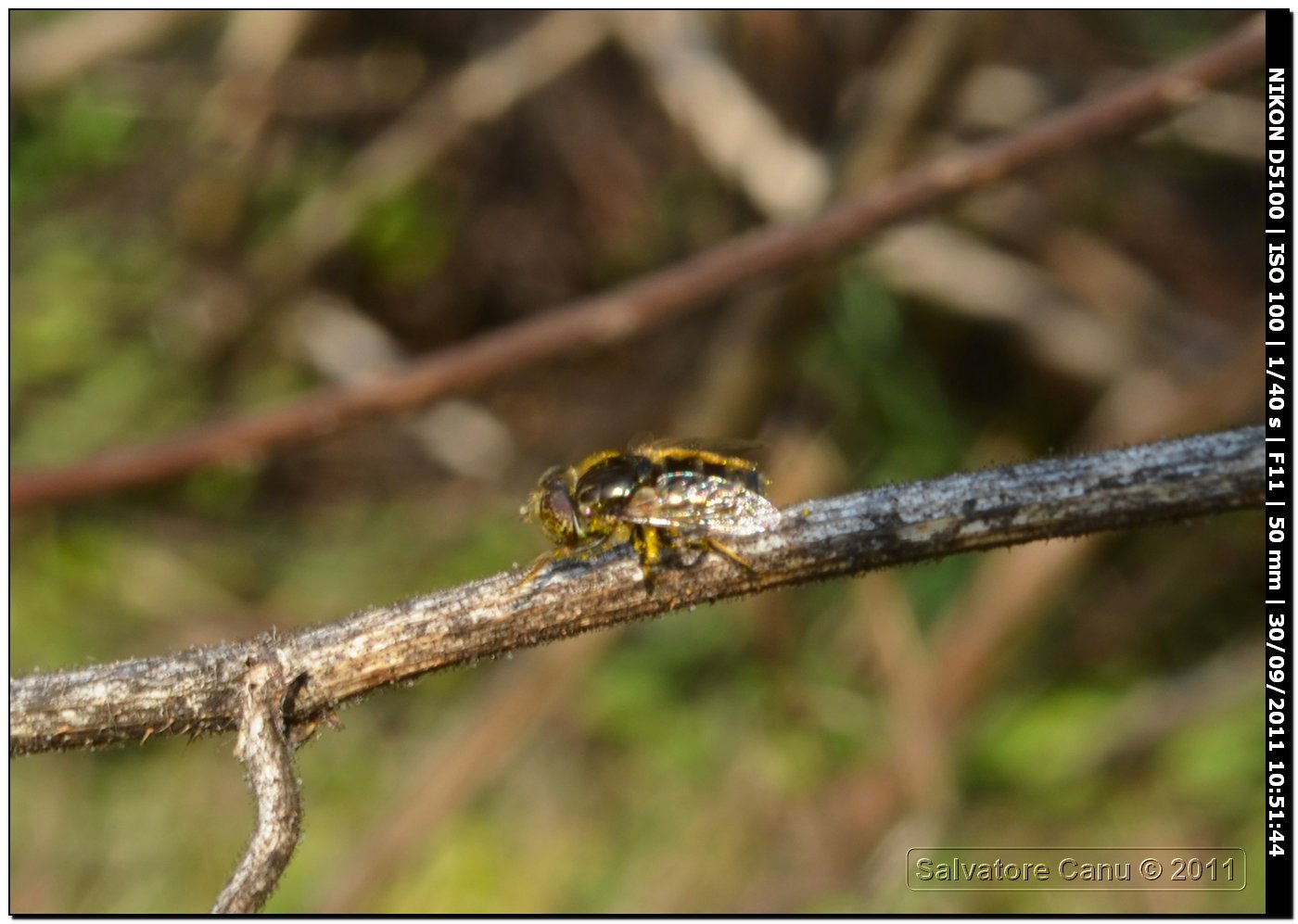 Eristalinus sp. (Syrphidae)