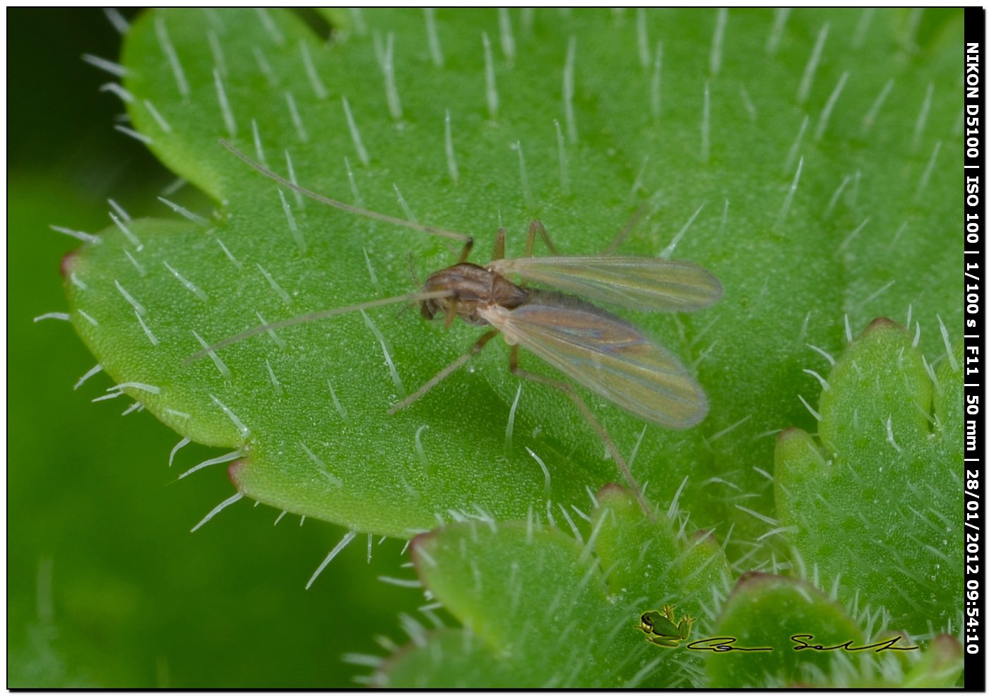 da id. Chironomidae??